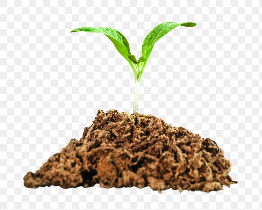 Png small plant sapling, isolated image, transparent background