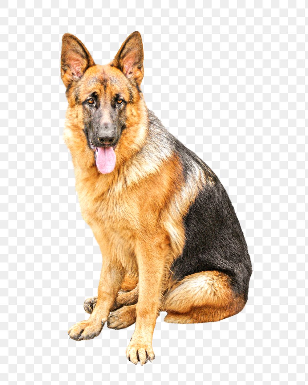 Shepherd dog png collage element, transparent background