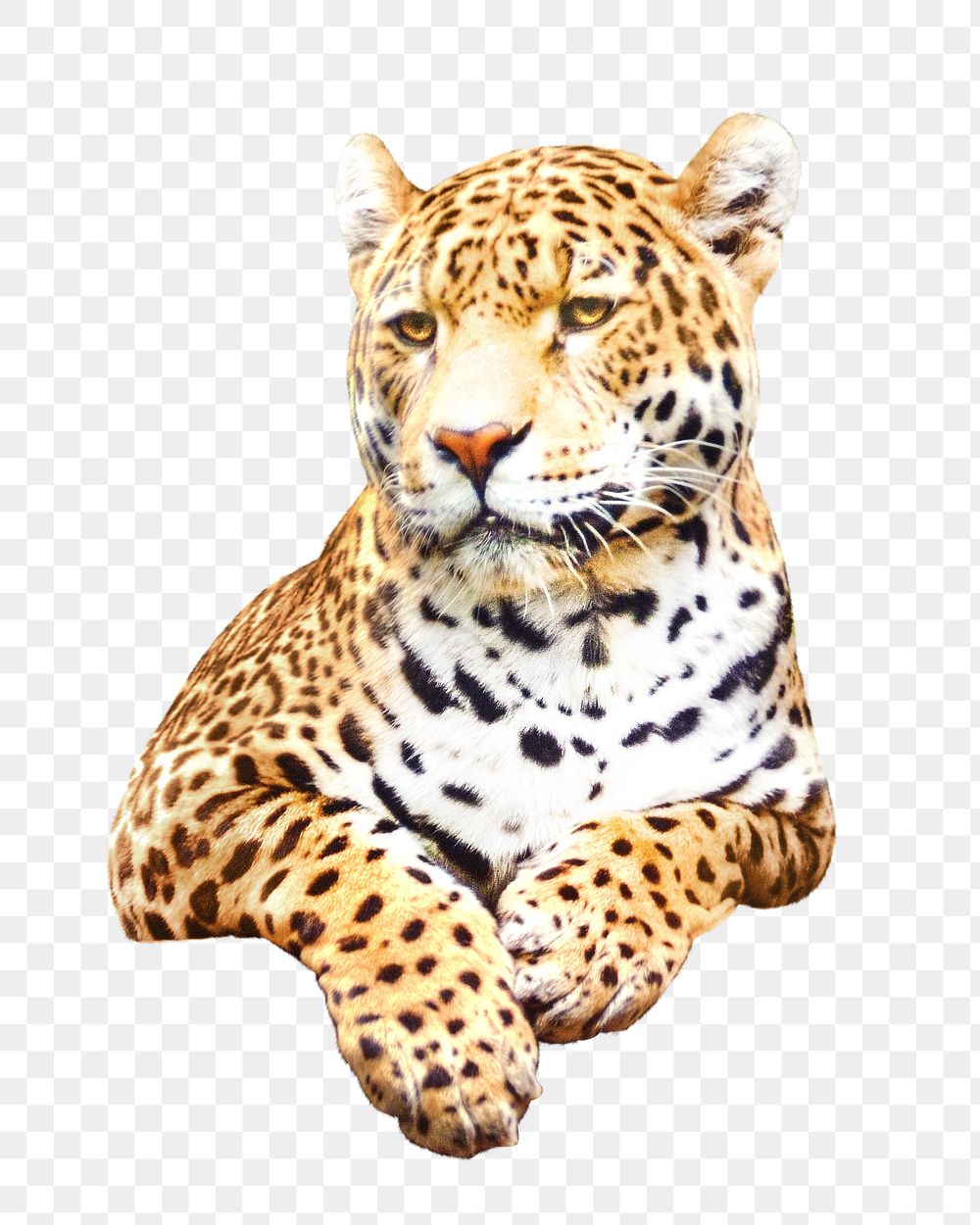 Spotted jaguar png, design element, transparent background