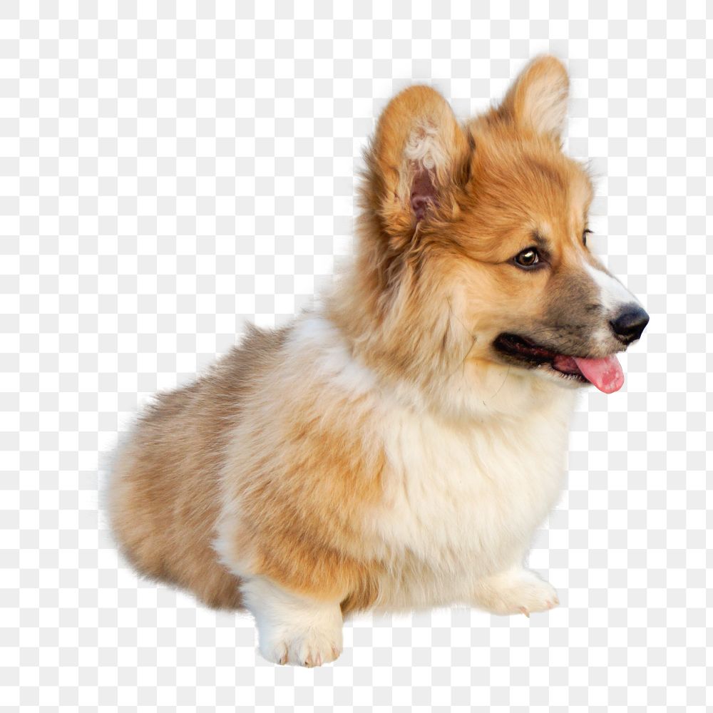 Welsh corgi png, cute dog, design element, transparent background