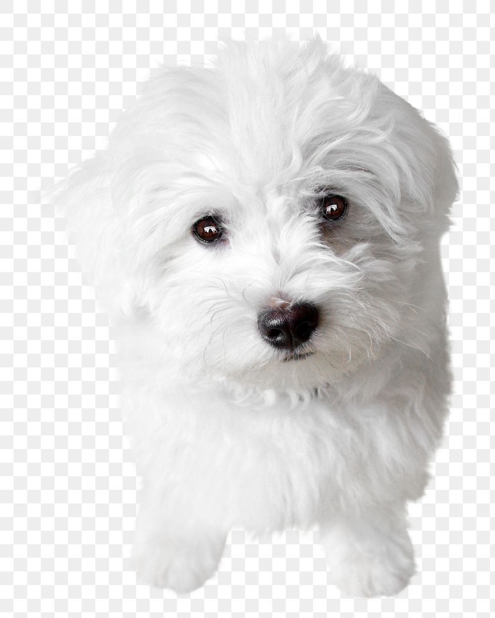 Cute puppy png collage element, transparent background