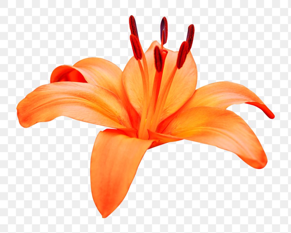 Orange lily flower png, transparent background