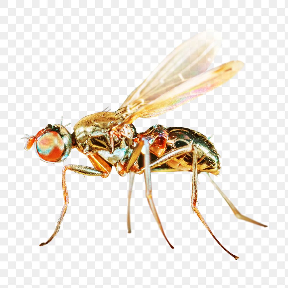 Wasp png close up, design element, transparent background