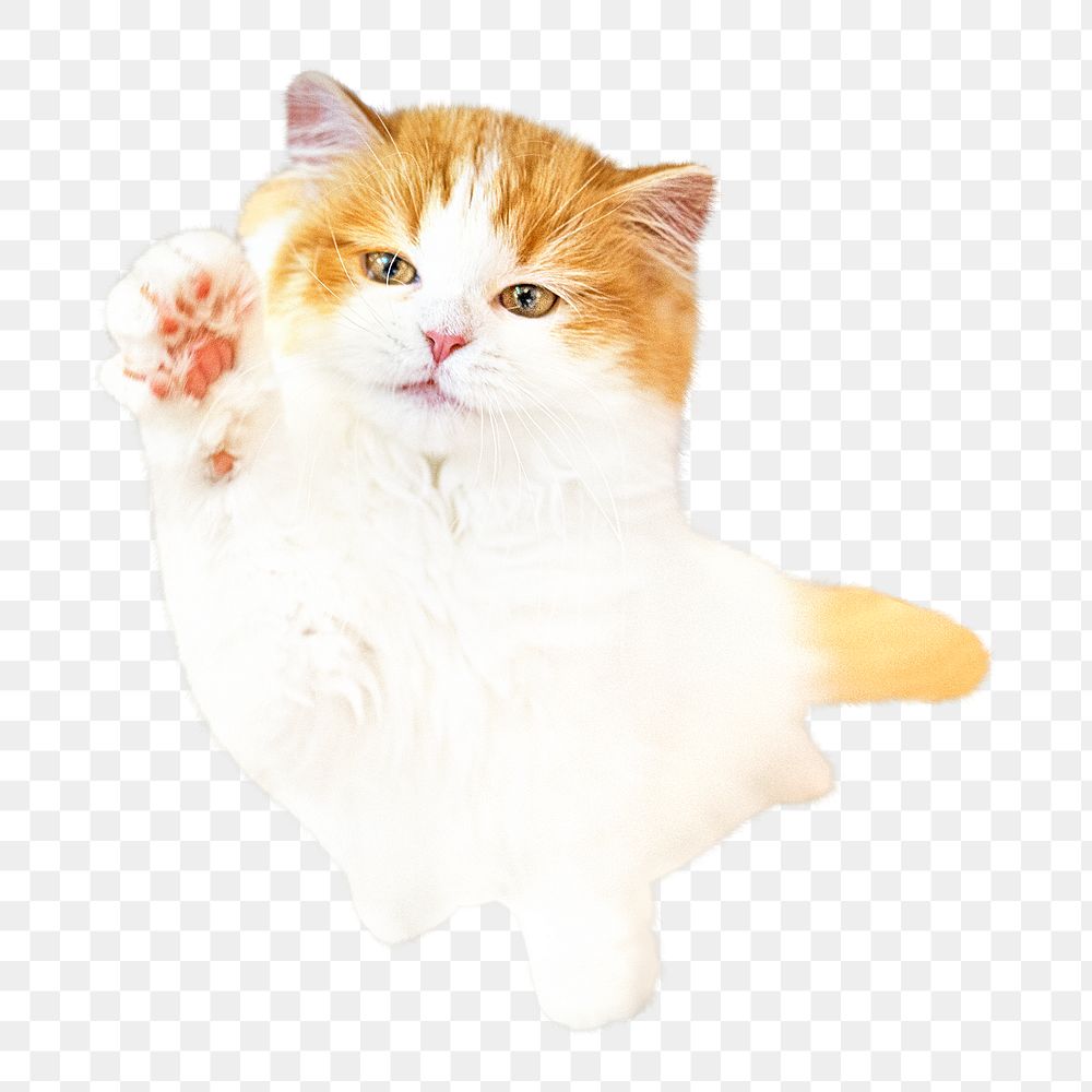 Persian cat png, isolated design, transparent background