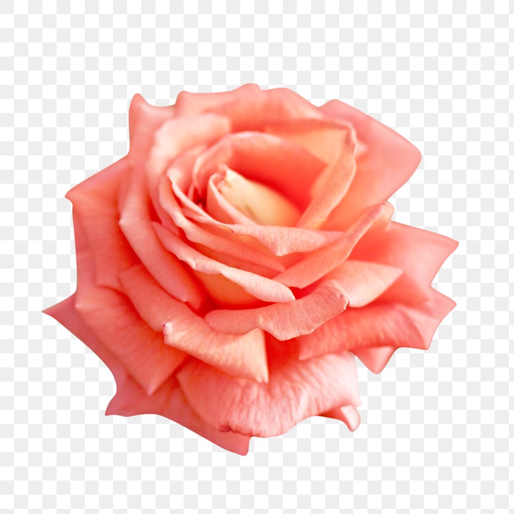 Peach rose png flower, transparent background