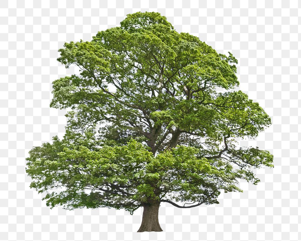 Tree png green nature environment , transparent background