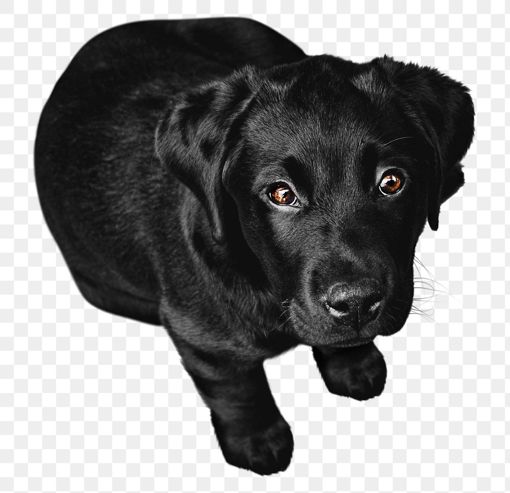 Black dog png collage element, transparent background