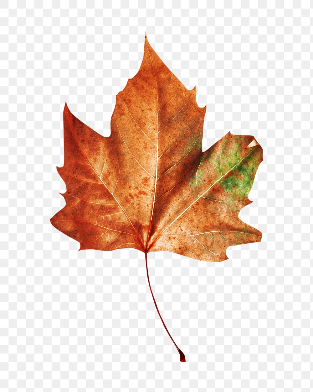 Autumn maple leaf png collage element, transparent background