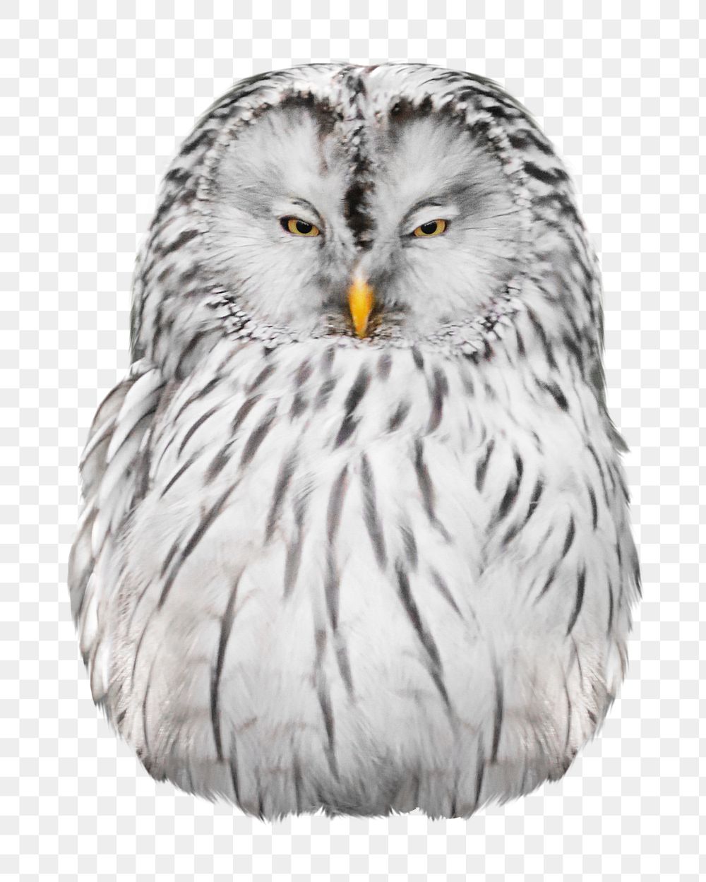 Owl png collage element, transparent background