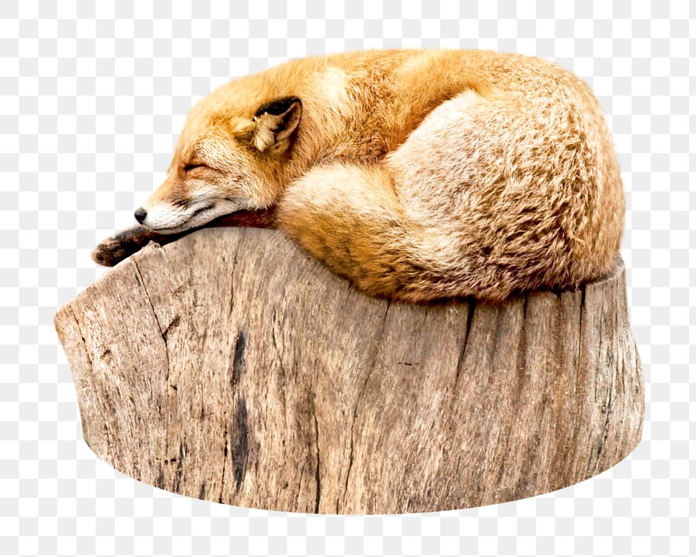 Sleeping fox png, design element, transparent background