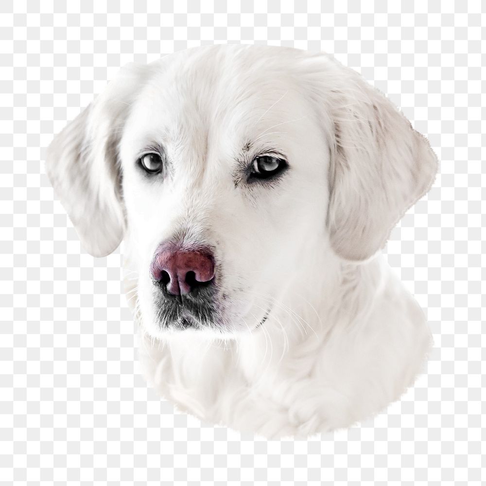 PNG white labrador retriever dog, collage element, transparent background