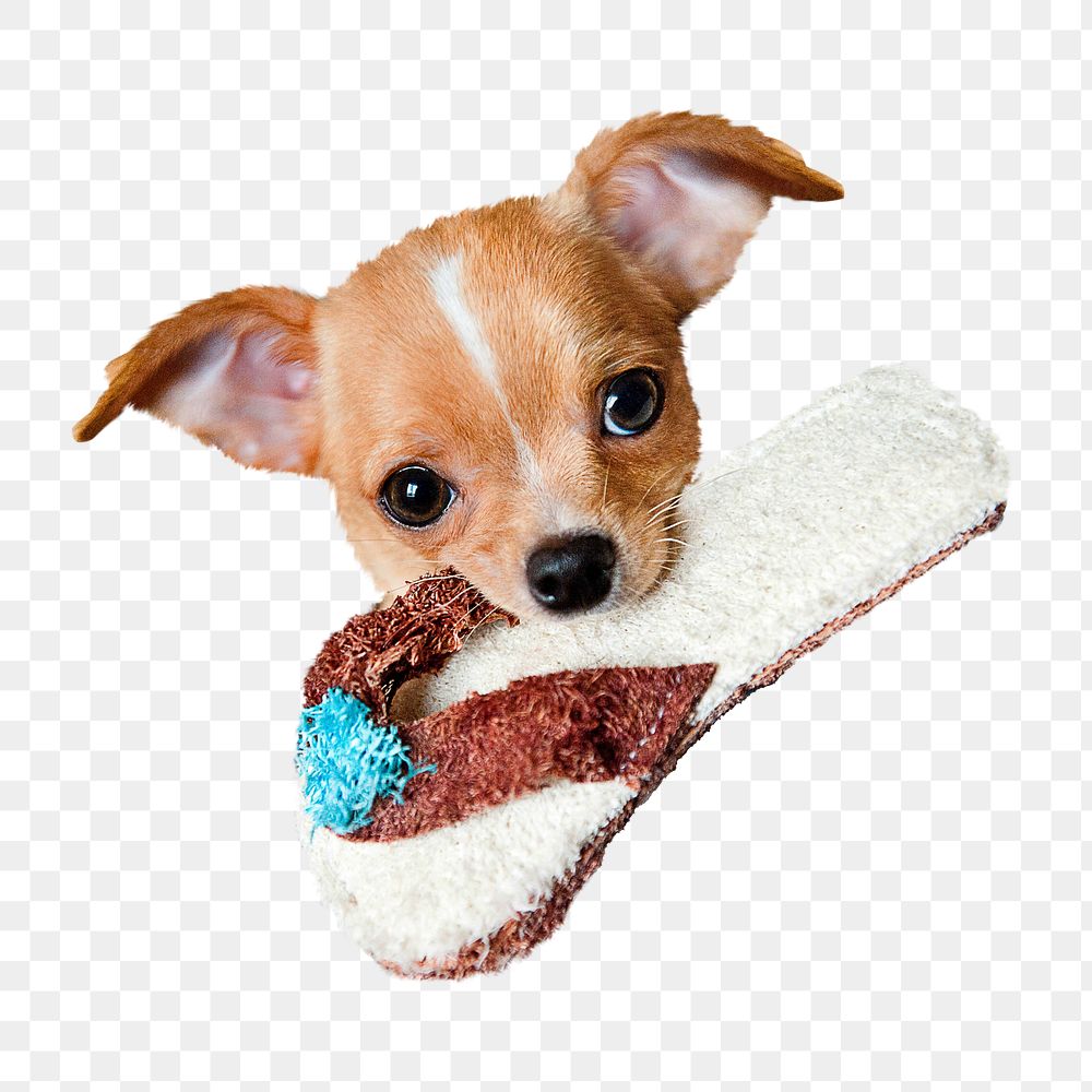 Cute chihuahua png collage element, transparent background