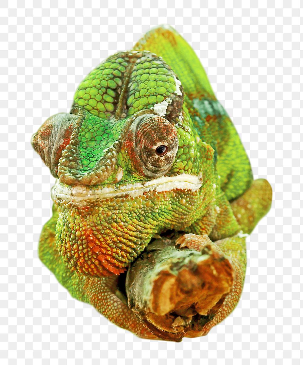 Wildlife chameleon png reptile, transparent background