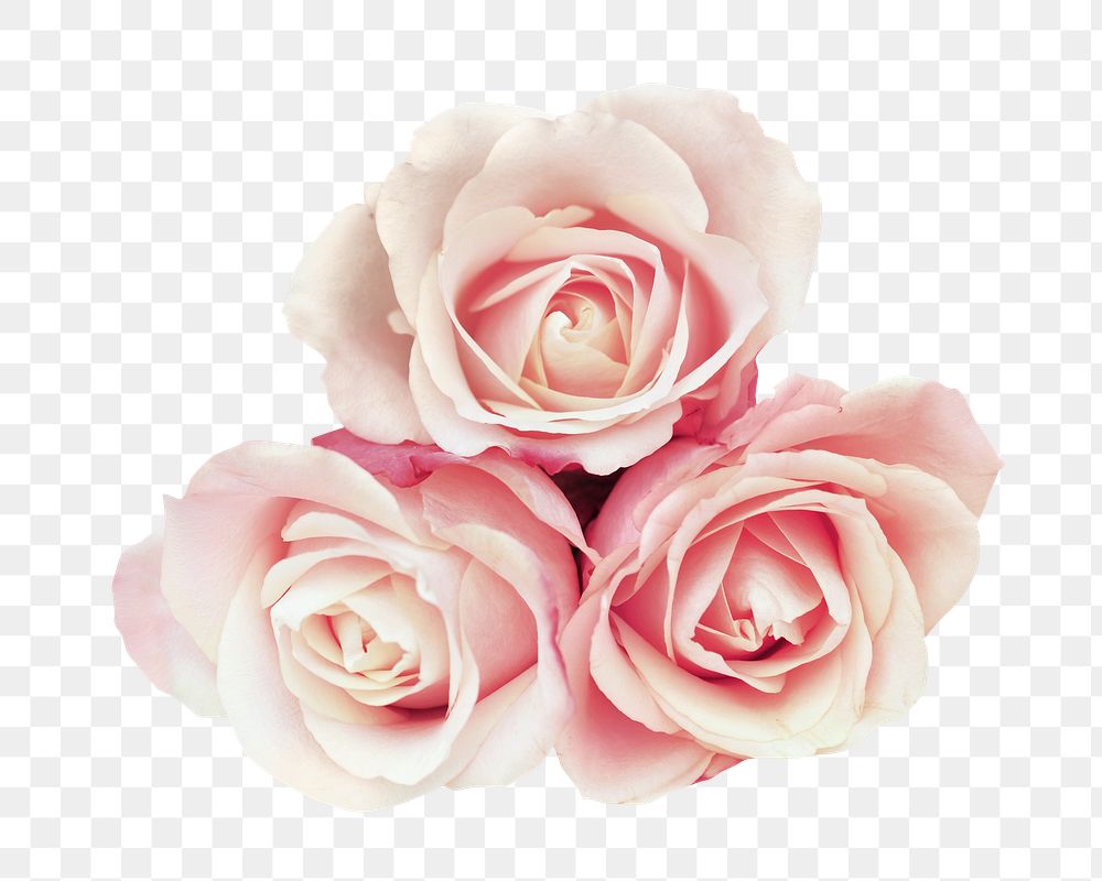 Pastel rose png image, transparent background