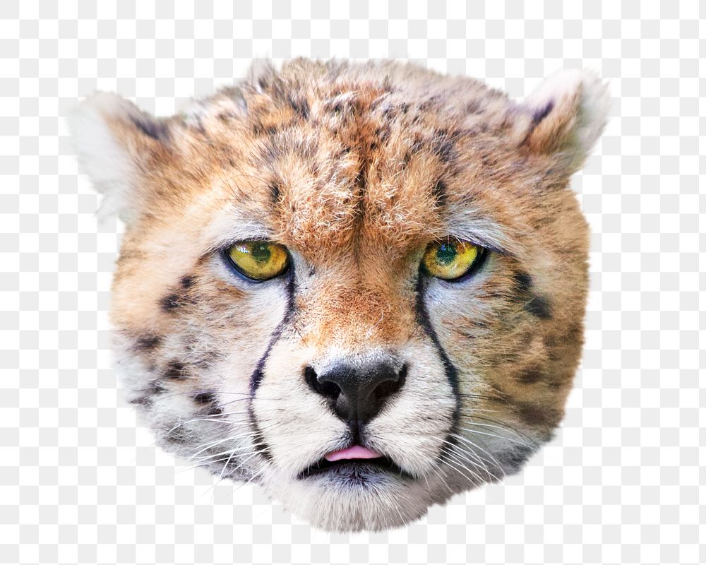 Cheetah cub png, design element, transparent background