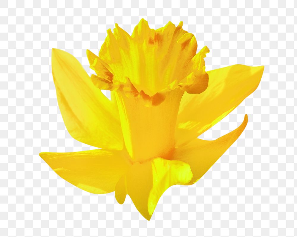 Yellow daffodil png flower image, transparent background