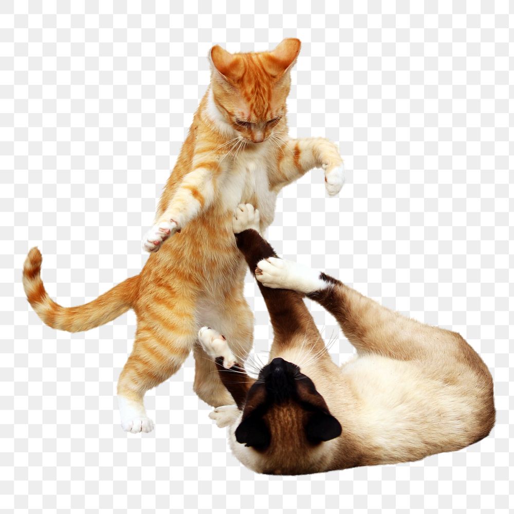 Fighting cats png collage element, transparent background