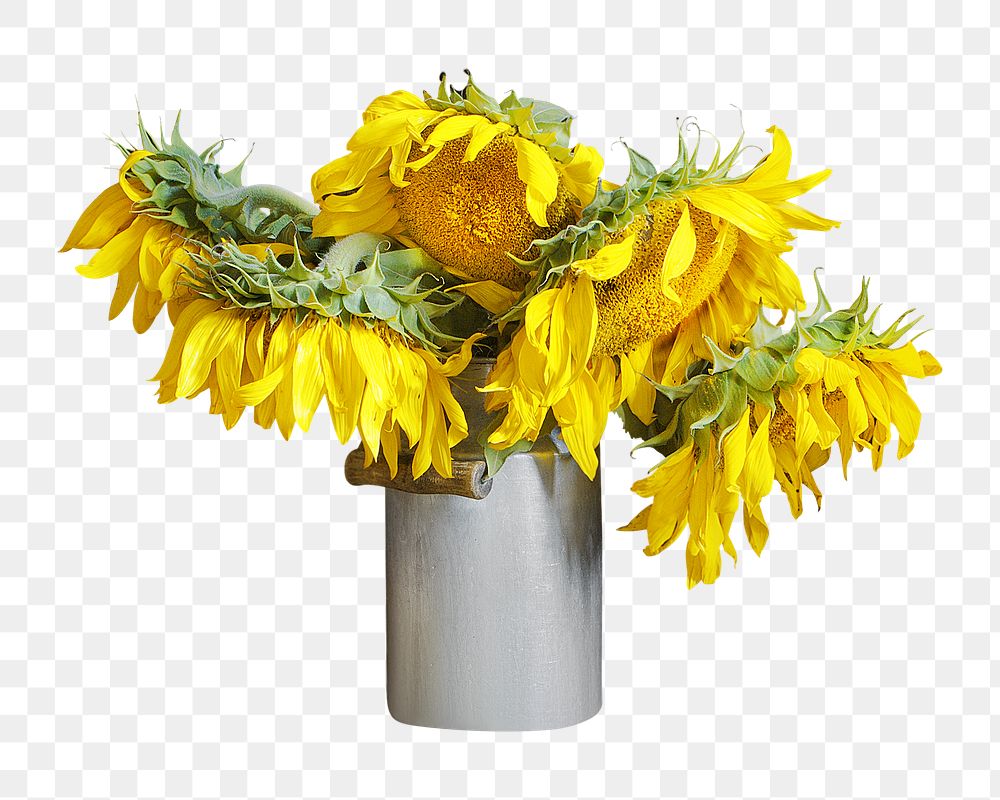 Withered sunflower png pot flower, transparent background