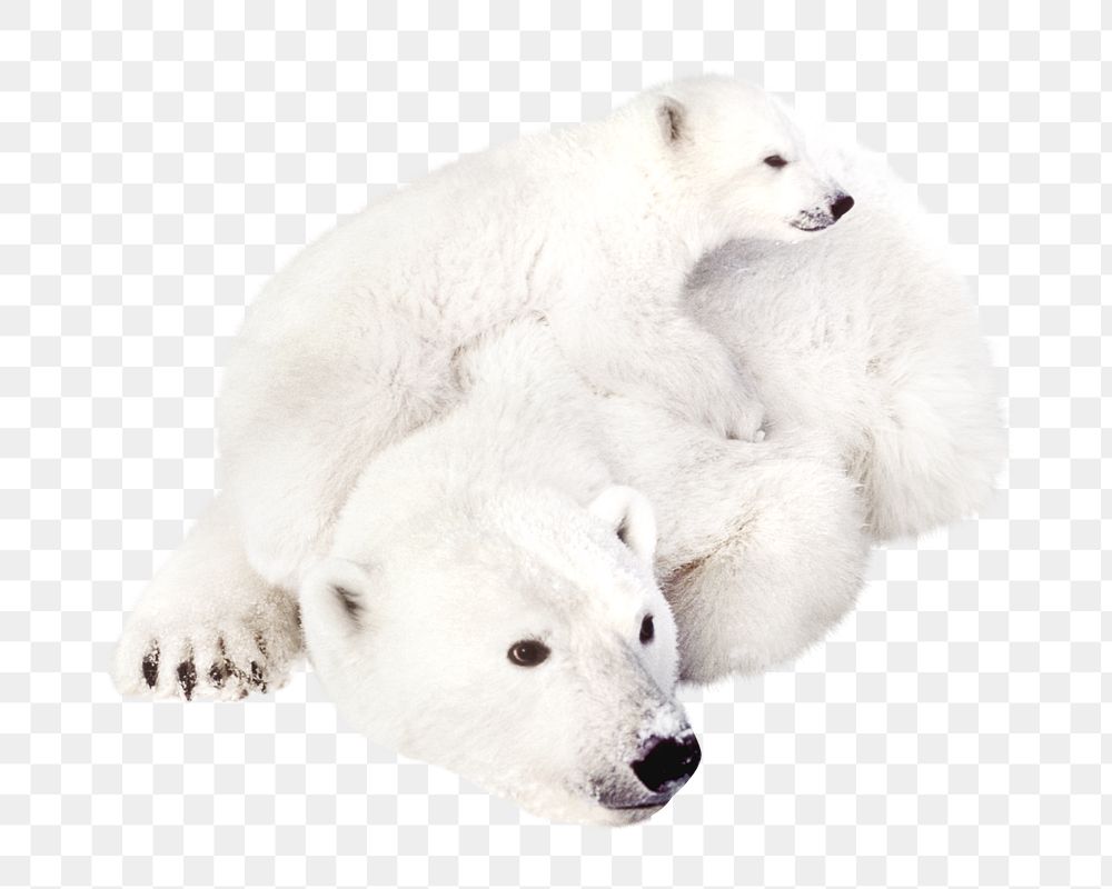 Polar bear png, design element, transparent background