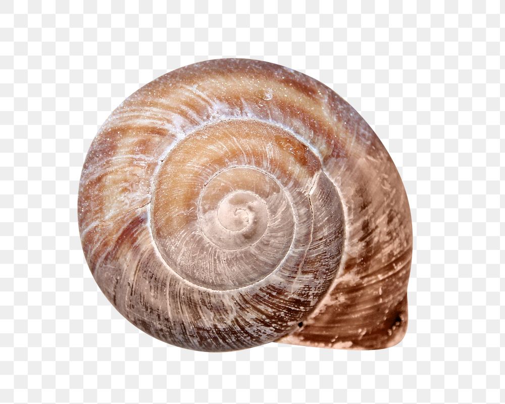 Snail shell png, design element, transparent background