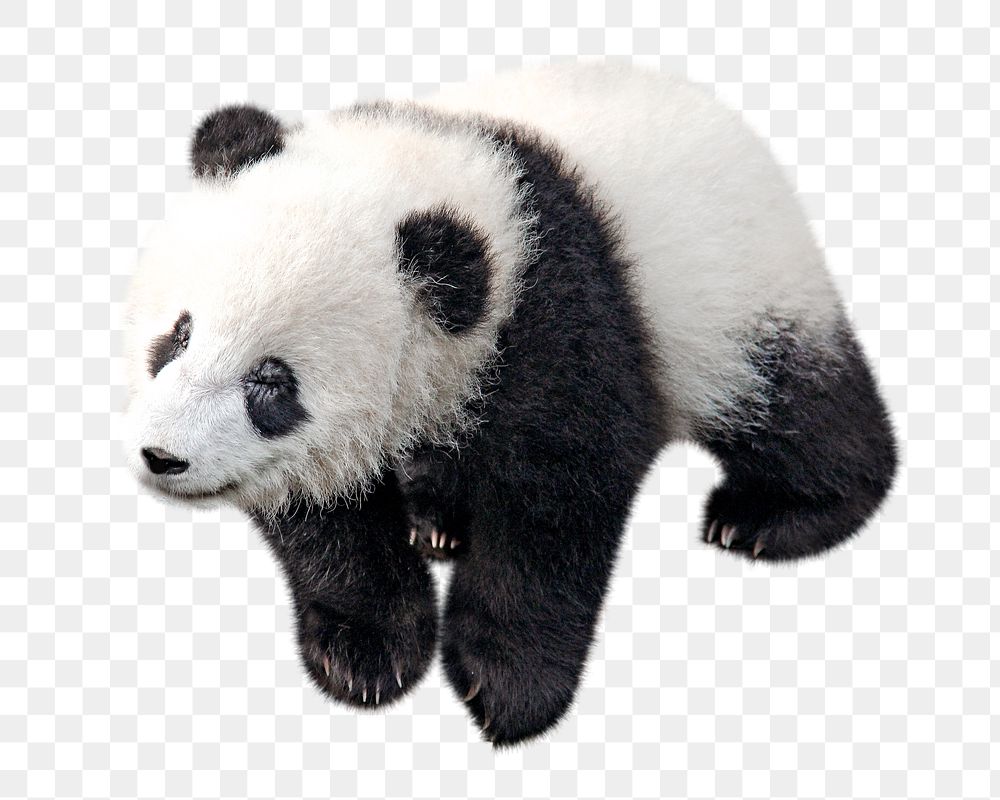 Panda png, design element, transparent background
