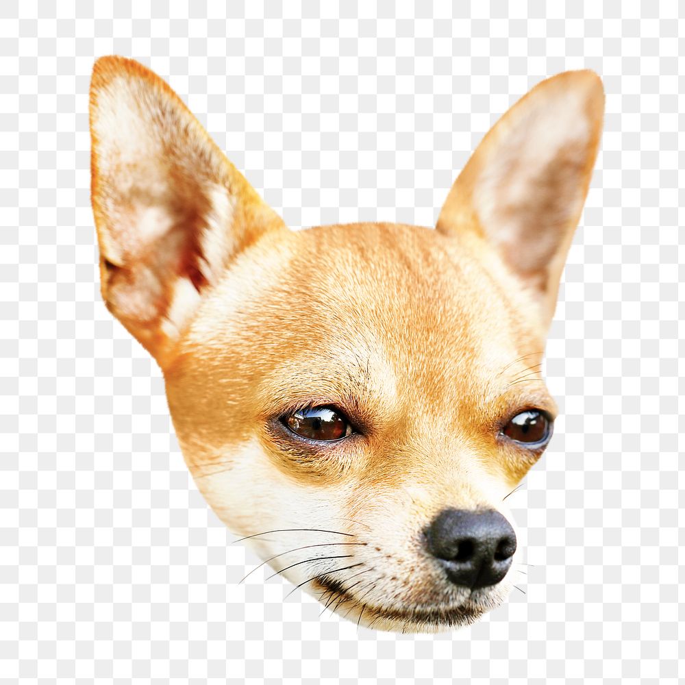 Chihuahua portrait png, design element, transparent background