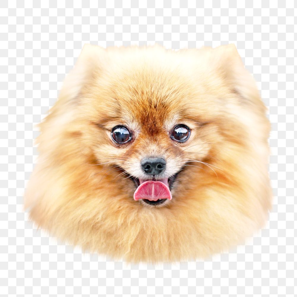 Pomeranian dog png collage element, transparent background