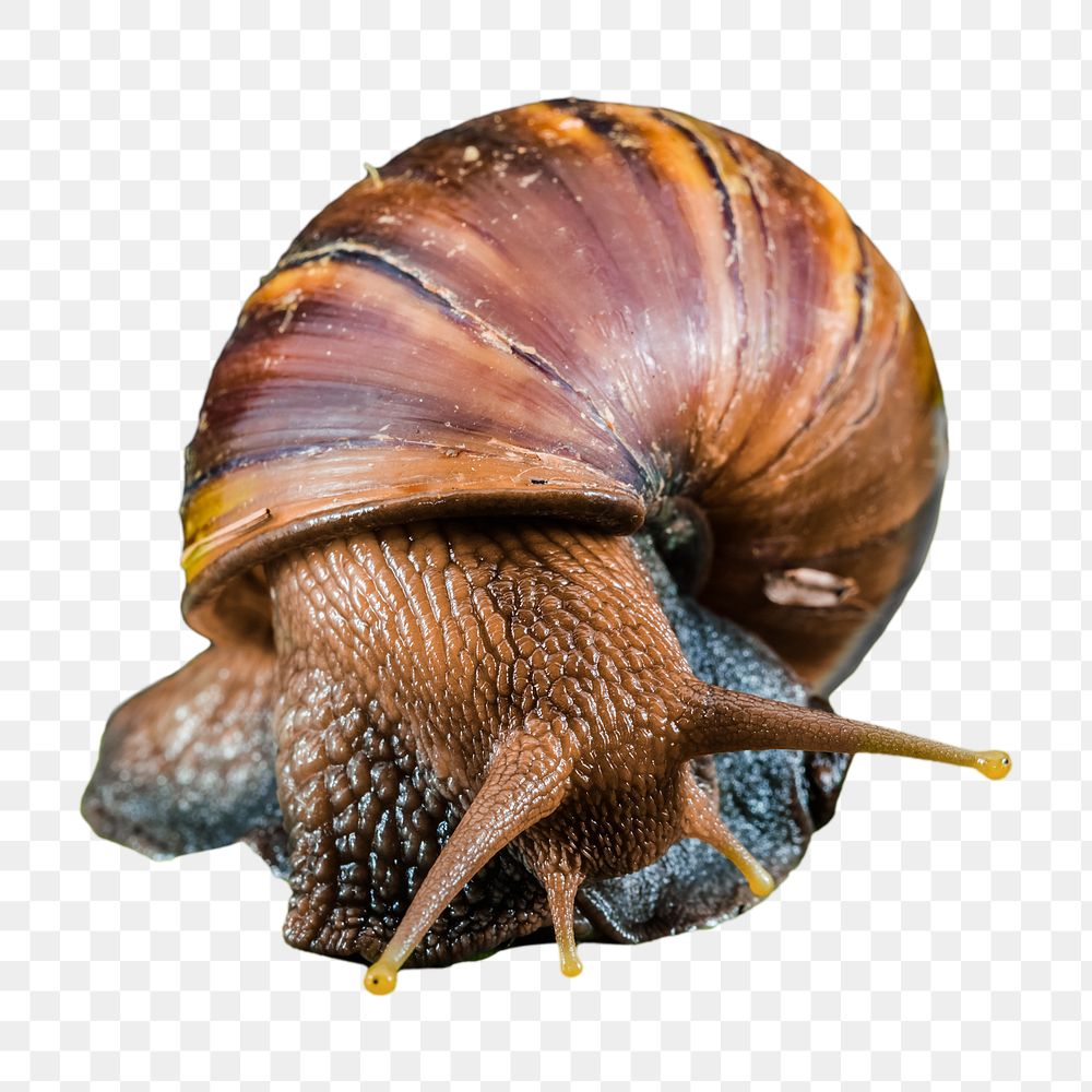 Brown snail png, design element, transparent background