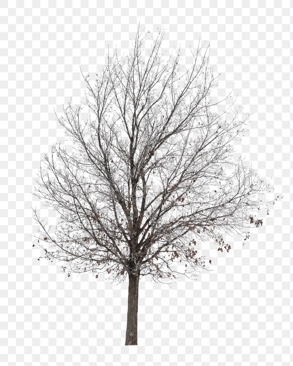 PNG Autumn tree, collage element, transparent background