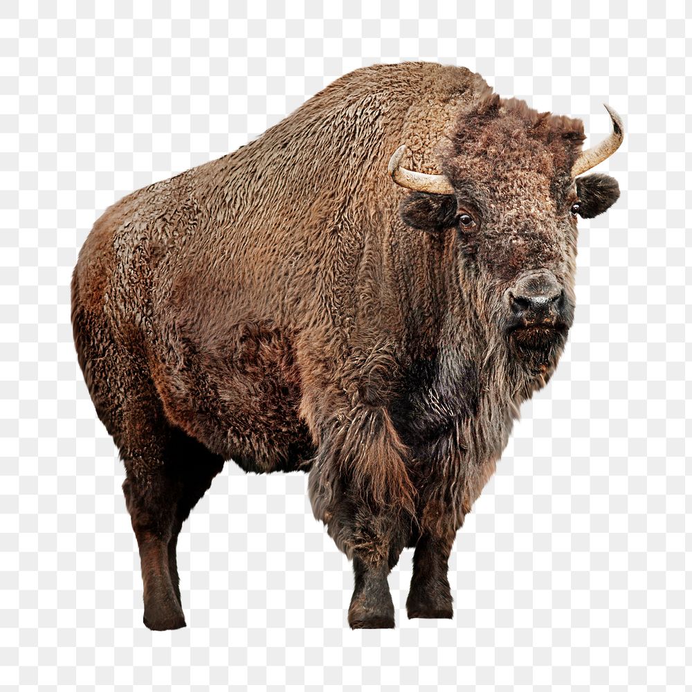 American bison png collage element, transparent background