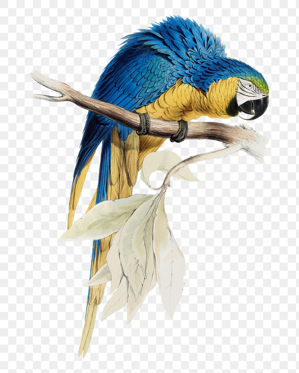 PNG Blue & Yellow Macaw bird illustration transparent background. Remixed by rawpixel.