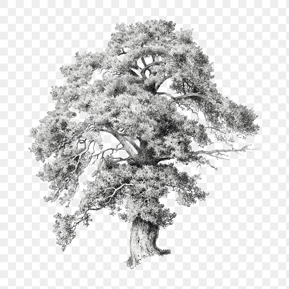 PNG Vintage Oak Tree Illustration Premium PNG Rawpixel