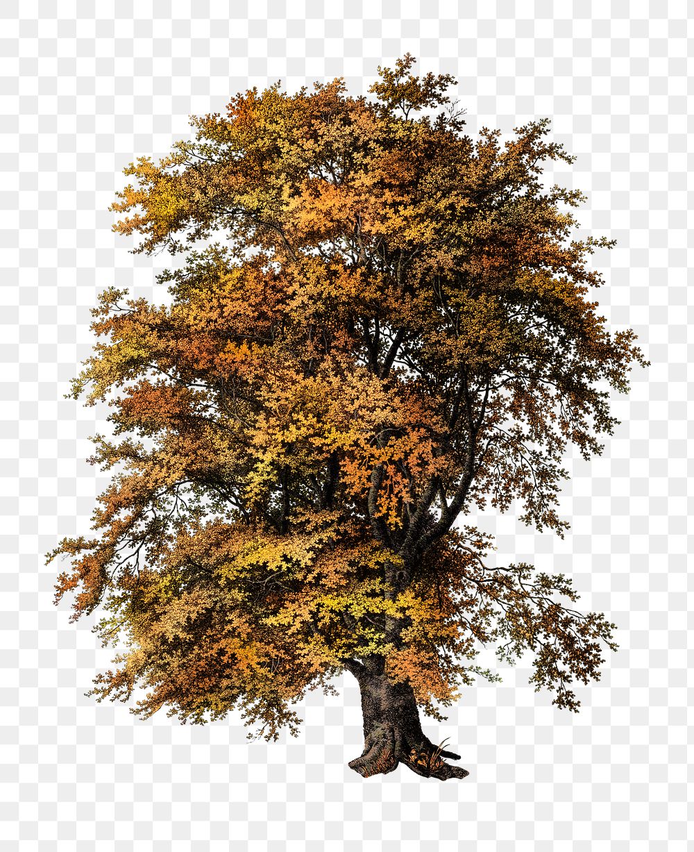 PNG Vintage autumn tree illustration transparent background. Remixed by rawpixel.