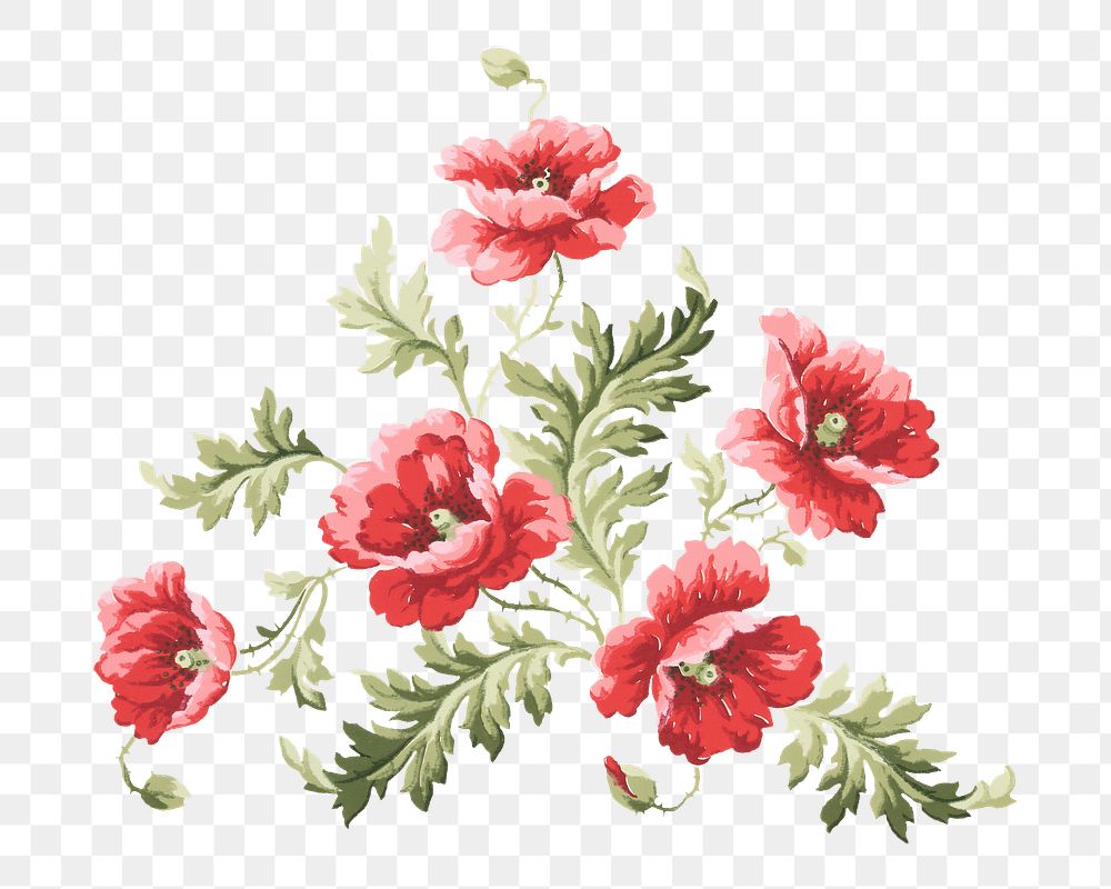 PNG Red poppy illustration transparent background. Remixed by rawpixel.