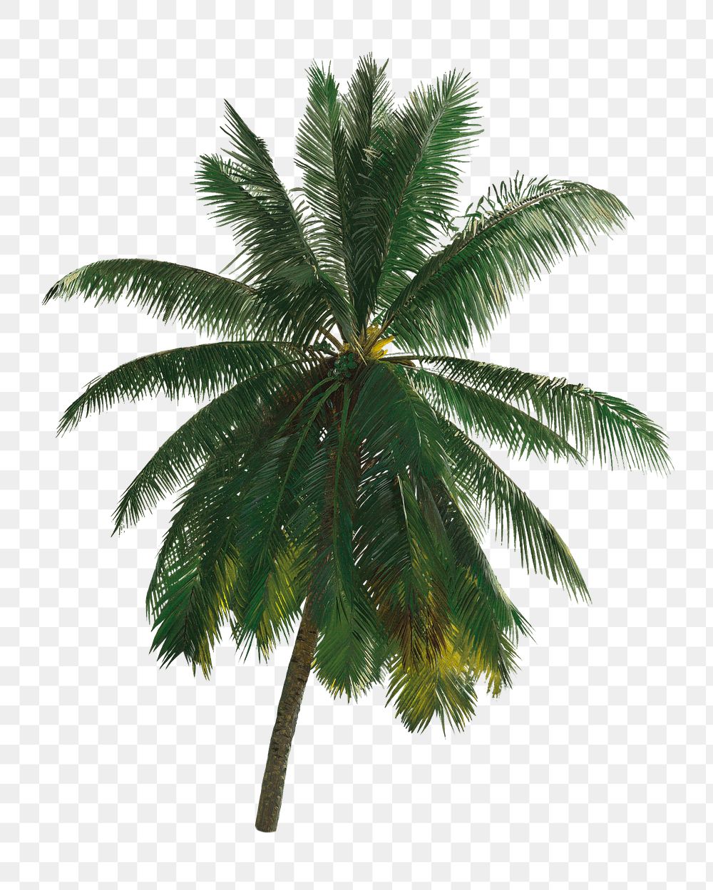 PNG Palm tree illustration transparent background. Remixed by rawpixel.