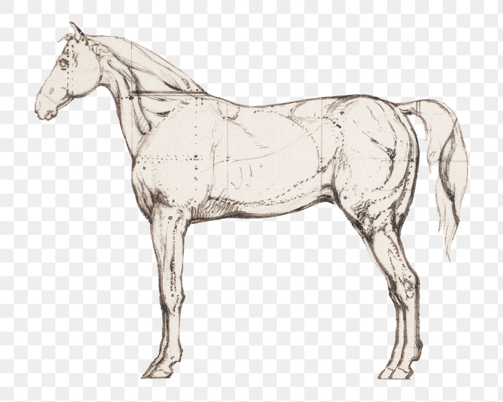 PNG Anatomical Study of Horse illustration transparent background. Remixed by rawpixel.