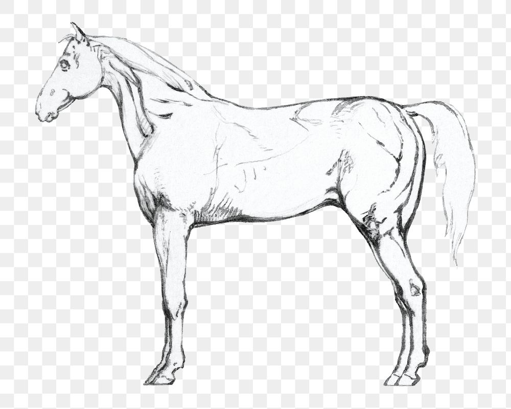 PNG  Horse sketch illustration transparent background. Remixed by rawpixel.