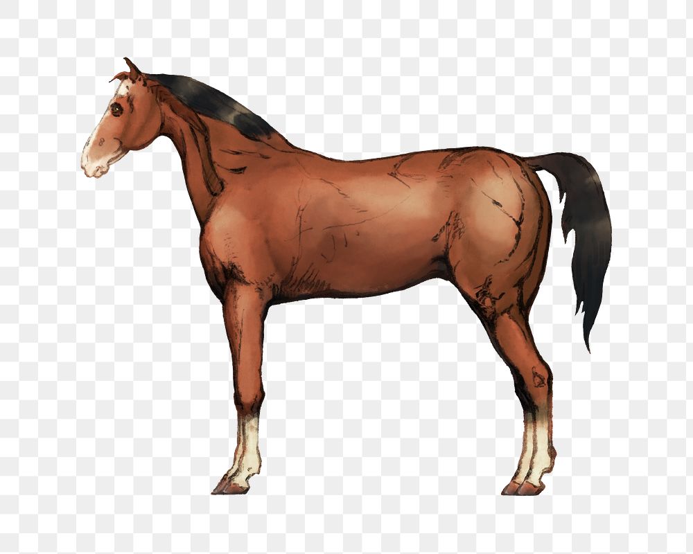 PNG Horse farm animal illustration transparent background. Remixed by rawpixel.