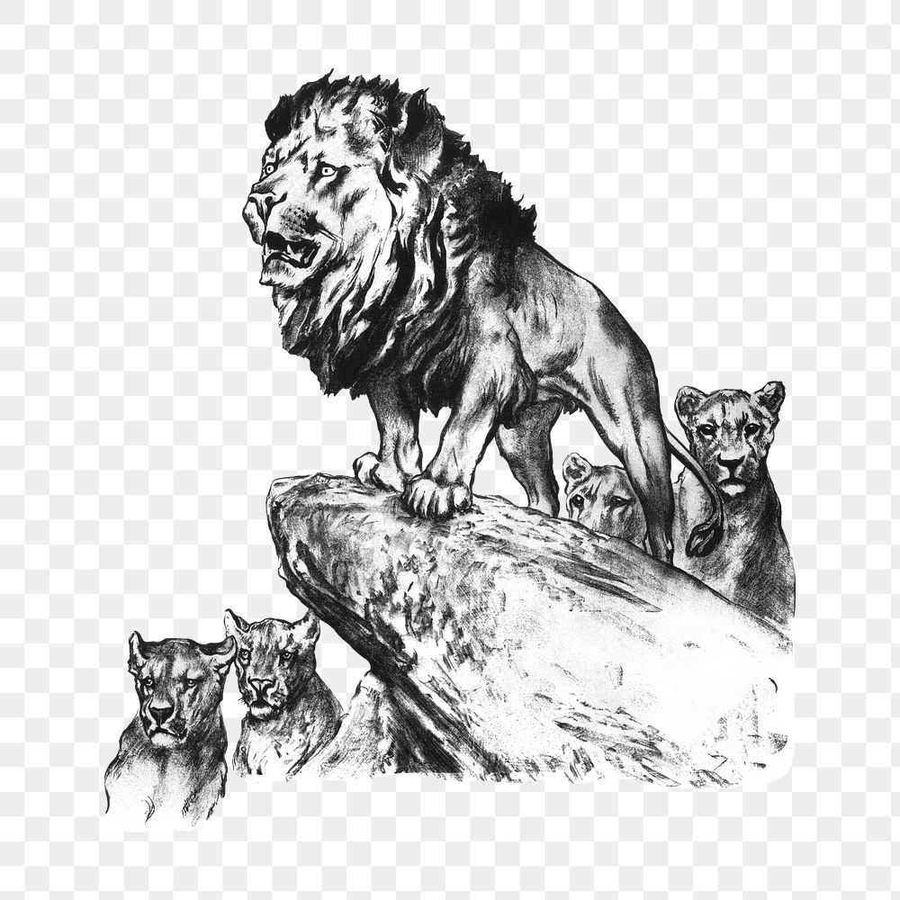 PNG Lion and cubs, vintage animal illustration by by Arthur Wardle, transparent background.  Remixed by rawpixel. 