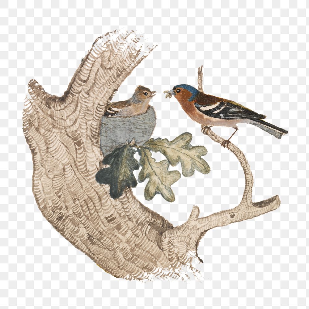 PNG Chaffinch, bird illustration by Joseph Wolf, transparent background.  Remixed by rawpixel. 