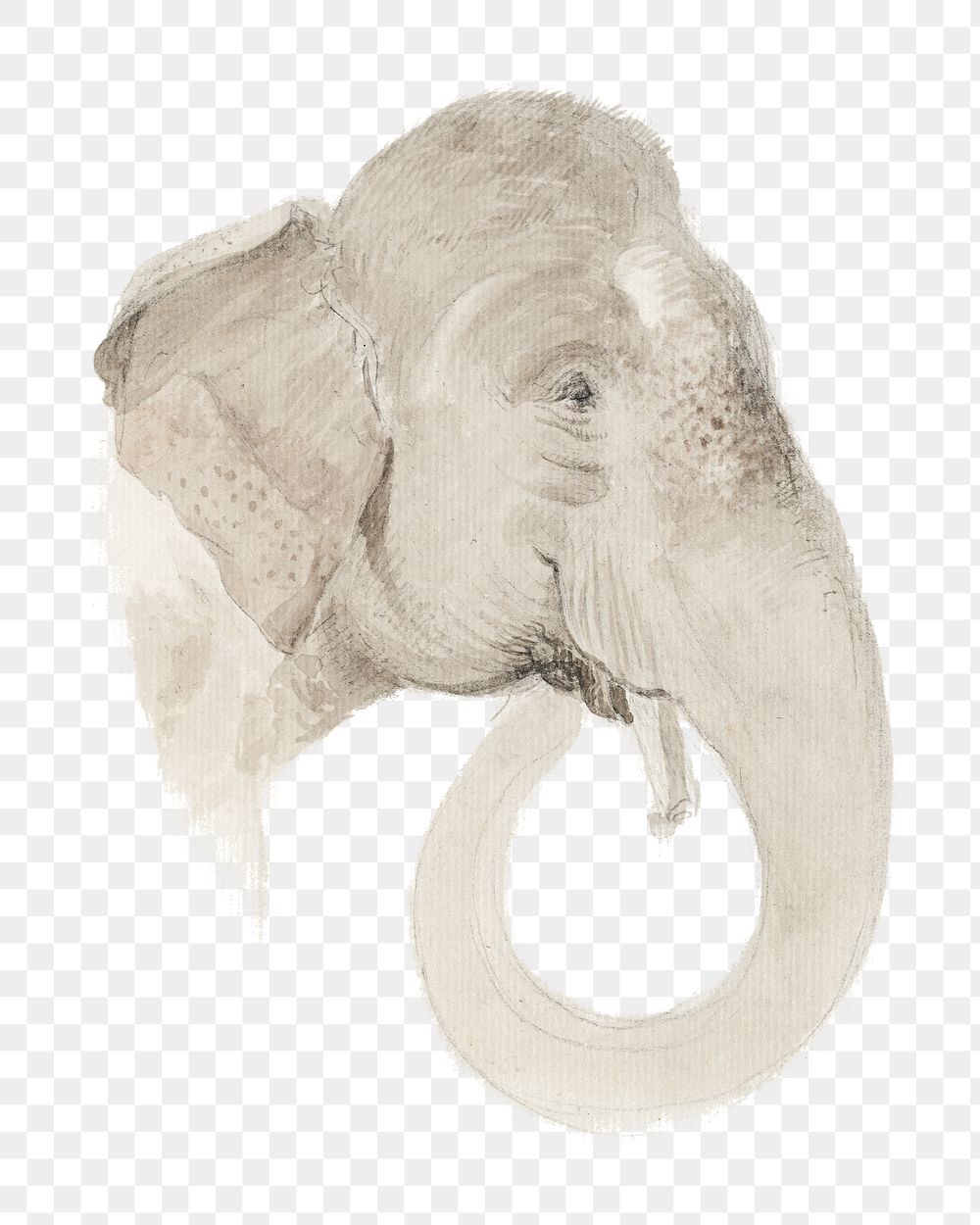 PNG Elephant's head, animal illustration by Thomas Daniell, transparent background.  Remixed by rawpixel. 