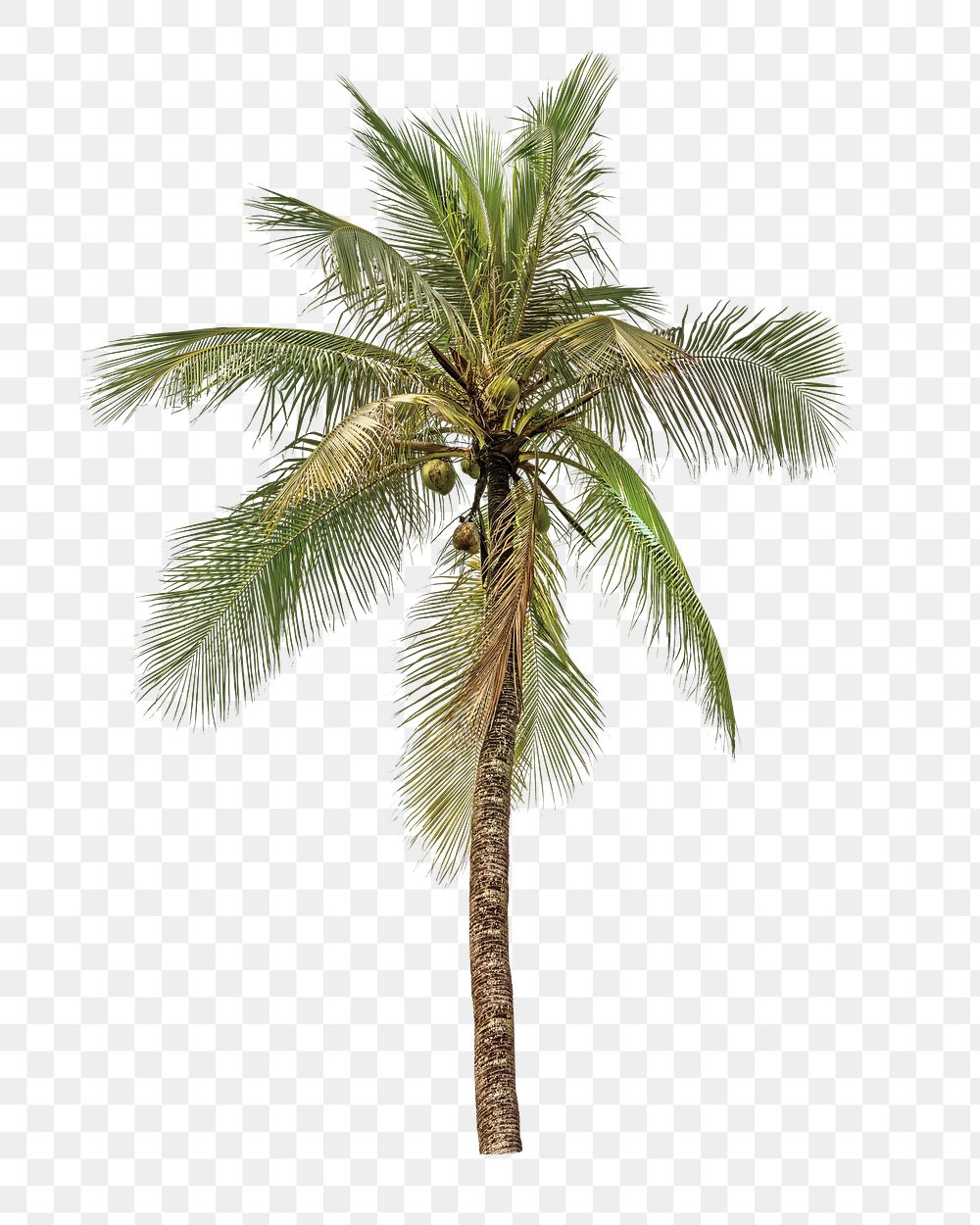 Coconut palm tree png, transparent background