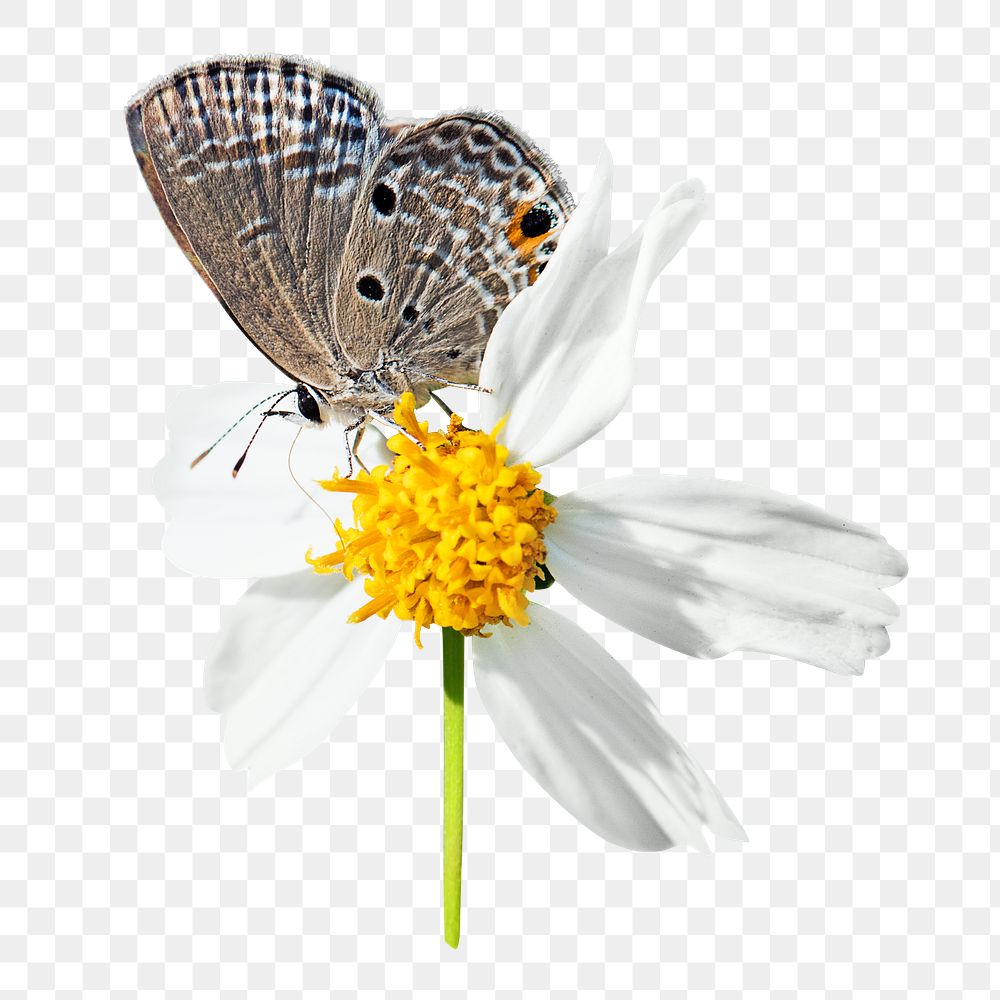 Brown butterfly png, on flower, transparent background