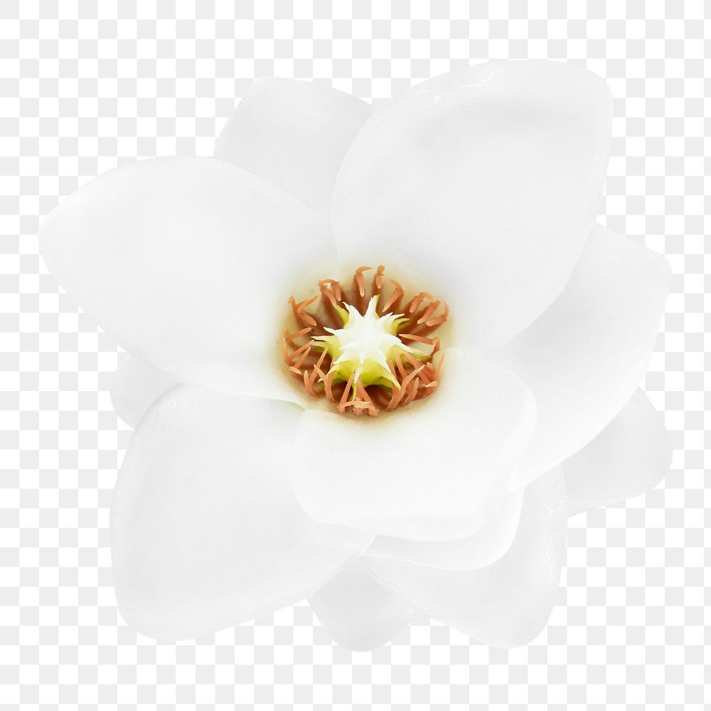 White magnolia png collage element, transparent background