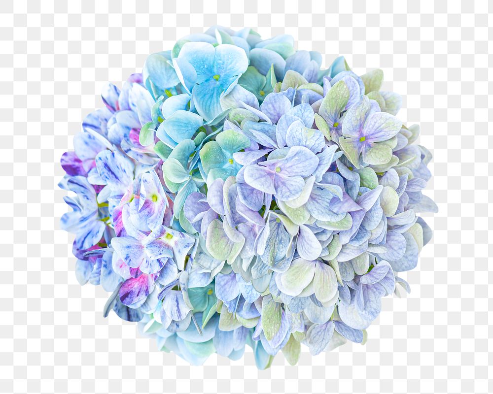 Hydrangea flower png round bouquet, transparent background