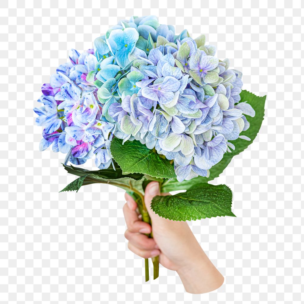Hydrangea flower png bouquet, transparent background