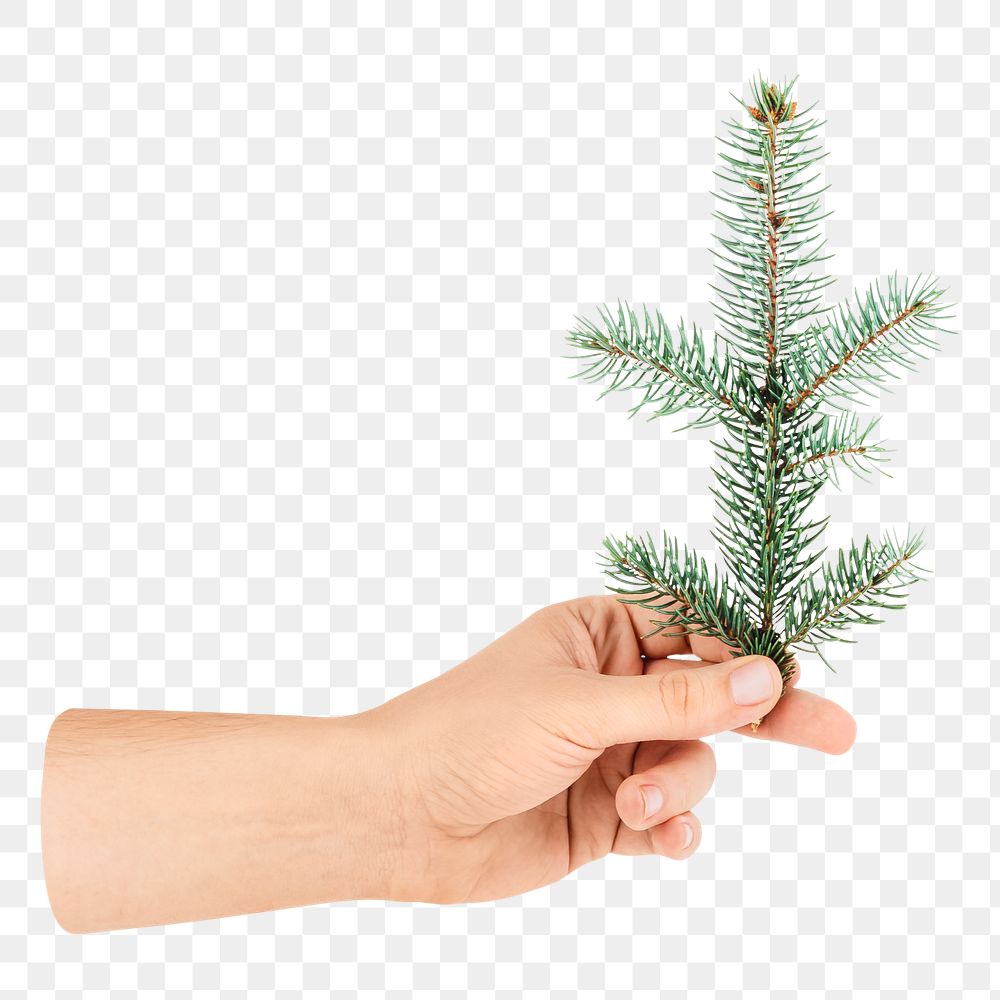 Png christmas fir pine leafs, isolated object, transparent background