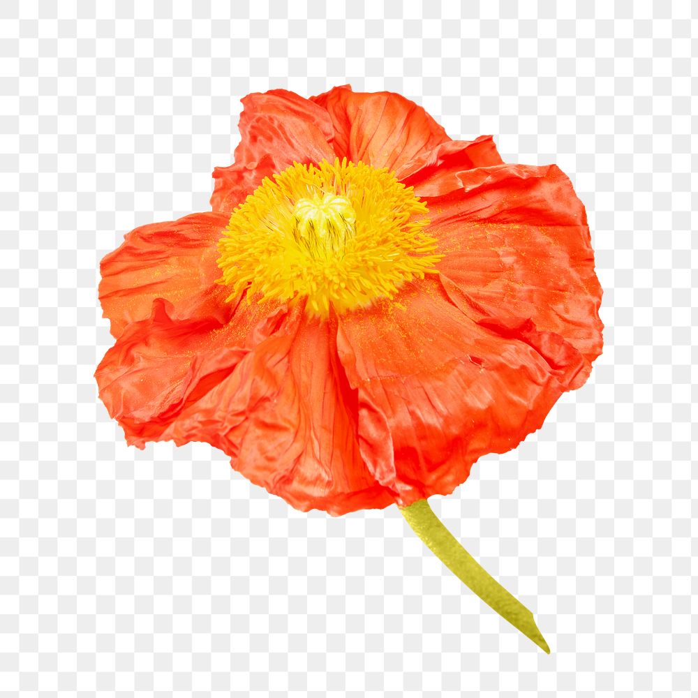 Orange flower png collage element, transparent background