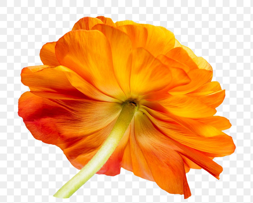 Orange flower png element, transparent background