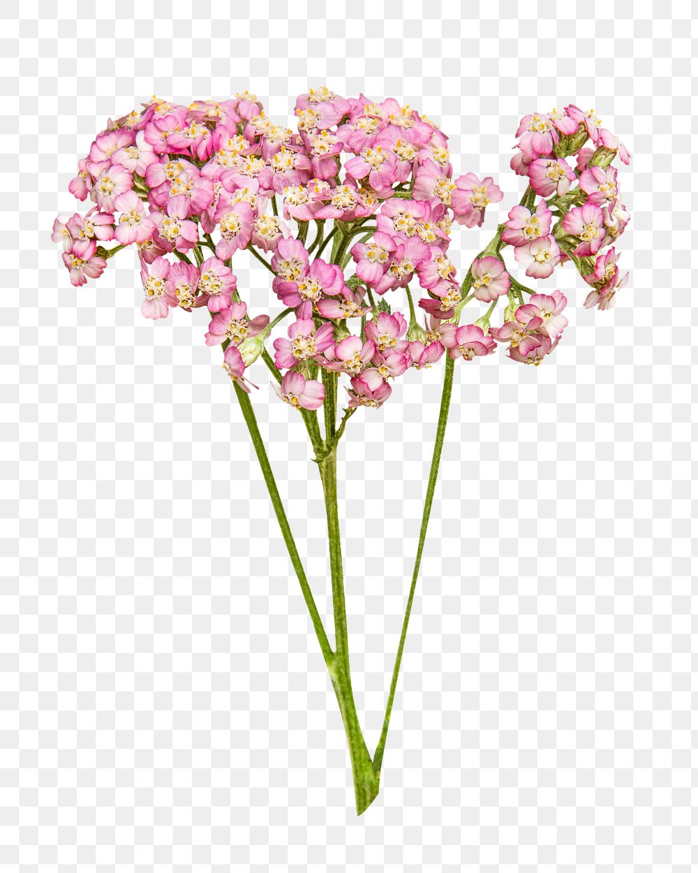 Pink small flower png bouquet, transparent background